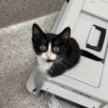 Domestic Short Hair Cats Available for Adoption in Detroit Lakes, Minnesota - Mannon | PetCurious