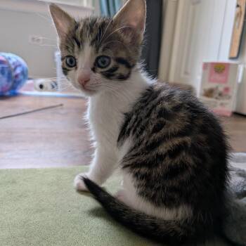 Mongo/OPAC6788 -  Domestic Short Hair Cat for Adoption in Oak Park, Illinois - Mongo/OPAC6788 | PetCurious