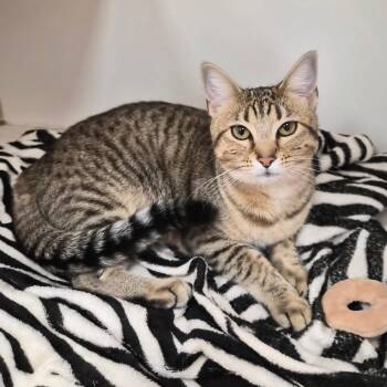 Thora -  Domestic Short Hair and Mixed Breed Cat for Adoption in Woodstock, Illinois - Thora | PetCurious