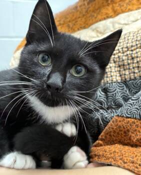 Rescue Domestic Short Hair Cats for Adoption in West Chester, Pennsylvania - Lincoln | PetCurious