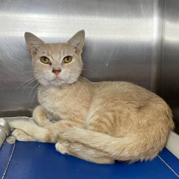 Polyphemus -  Domestic Short Hair Cat for Adoption in Roanoke, Virginia - Polyphemus | PetCurious