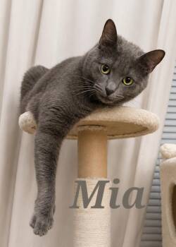 Mia -  Extra Toes Cat Hemingway Polydactyl Cat Available for Adoption in Monroeville, Pennsylvania - Mia | PetCurious