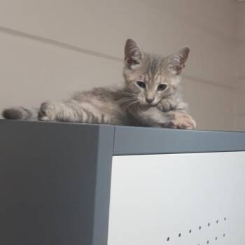 Suki -  Domestic Short Hair Cat for Adoption in Garden City, Michigan - Suki | PetCurious