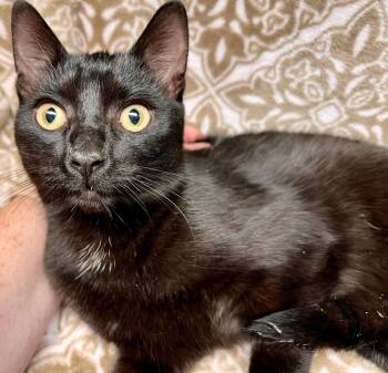 Briar -  Domestic Short Hair Cat for Adoption in Edinburg, Virginia - Briar | PetCurious