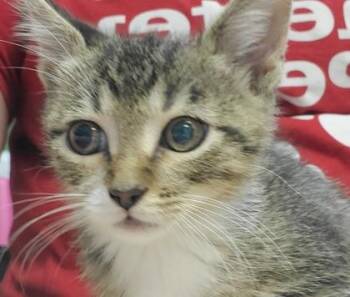 Domestic Short Hair Cats Available for Adoption in Kansas City, Missouri - Quartz | PetCurious