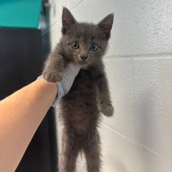 Quack Head -  Domestic Short Hair Cat for Adoption in Carencro, Louisiana - Quack Head | PetCurious