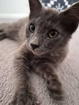 Domestic Medium Hair Cats Available for Adoption - Jace | PetCurious