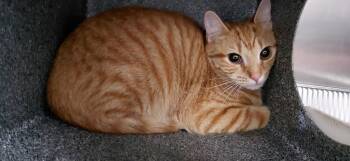 Domestic Short Hair Cats Available for Adoption in Henderson, North Carolina - Addy | PetCurious