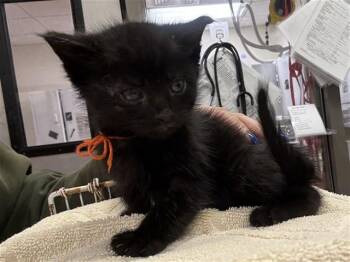 A1048368 -  Domestic Short Hair Cat for Adoption in Martinez, California - A1048368 | PetCurious