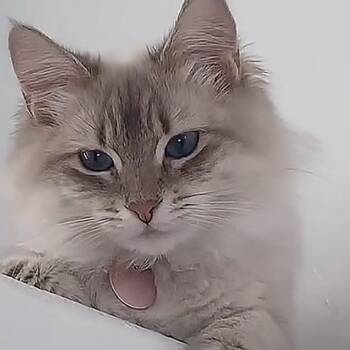 Safie -  Domestic Long Hair and Ragdoll Cat for Adoption in Las Vegas, Nevada - Safie | PetCurious
