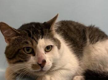 Socks -  Domestic Short Hair Cat for Adoption in Woodbury, Minnesota - Socks | PetCurious