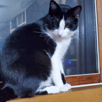 Rescue Domestic Short Hair Cats for Adoption in Mayville, New York - Vigilante | PetCurious