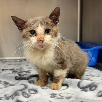 Domestic Short Hair Cats Available for Adoption in Tuscaloosa, Alabama - Oscar | PetCurious