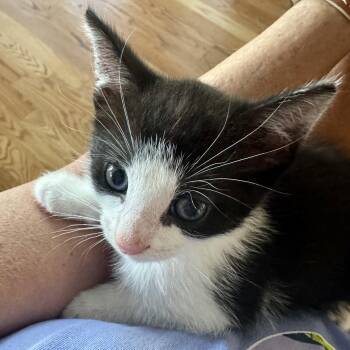 Kahuna -  Domestic Short Hair Cat Available for Adoption in Memphis, Tennessee - Kahuna | PetCurious