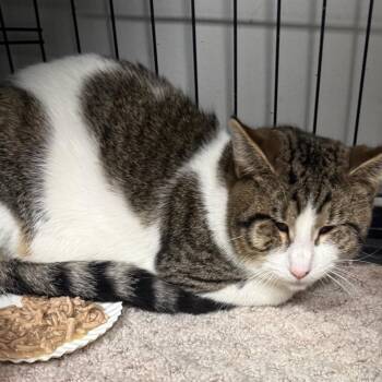 Gepetto -  Domestic Short Hair Cat for Adoption in Normal, Illinois - Gepetto | PetCurious