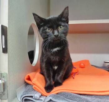 Rescue Domestic Short Hair Cats for Adoption in Delhi, New York - PINK LADY | PetCurious