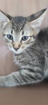Domestic Short Hair Cats Available for Adoption in Honolulu, Hawaii - Kenai | PetCurious