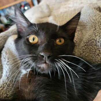 Rescue Domestic Short Hair Cats for Adoption in Jurupa Valley, California - Chocolate | PetCurious