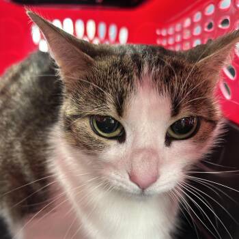 Domestic Short Hair Cats Available for Adoption in Newark, New Jersey - Khloe | PetCurious
