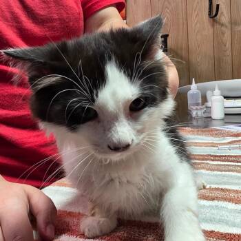 Bragg -  Domestic Medium Hair Cat for Adoption in Leander, Texas - Bragg | PetCurious