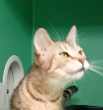 Luna Toona -  Domestic Short Hair Cat for Adoption - Luna Toona | PetCurious