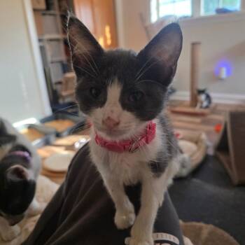 Nori C12073 -  Domestic Short Hair Cat for Adoption - Nori C12073 | PetCurious