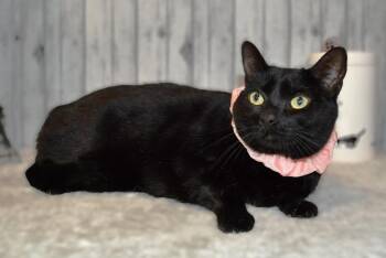 Mieko -  Domestic Short Hair Cat for Adoption in Roanoke, Texas - Mieko | PetCurious