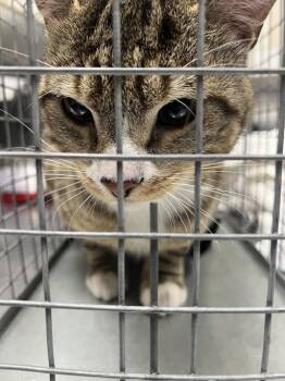 Domestic Short Hair Cats Available for Adoption in Las Vegas, Nevada - EM | PetCurious