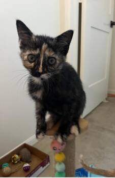 Iris -  Domestic Short Hair Cat for Adoption in Oceanside, California - Iris | PetCurious