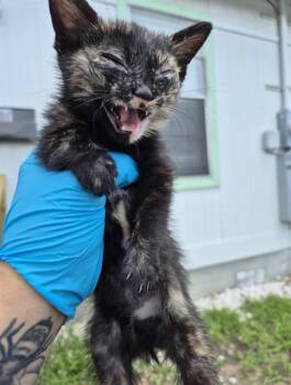 Domestic Medium Hair Cats Available for Adoption in San Antonio, Texas - SORA | PetCurious