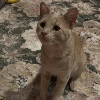 Milo C12272 -  Domestic Short Hair Cat for Adoption - Milo C12272 | PetCurious