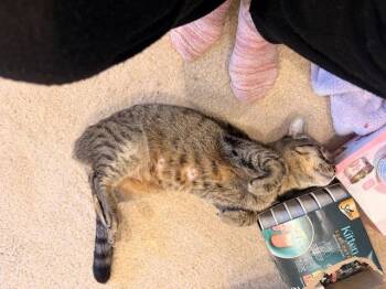 Domestic Short Hair Cats Available for Adoption in Herndon, Virginia - Priscilla | PetCurious