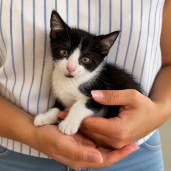 Prada -  Tuxedo Cat for Adoption in Warren, New Jersey - Prada | PetCurious