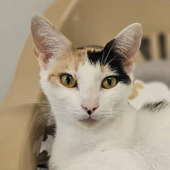 Rescue Calico Cats for Adoption in Waynesville, North Carolina - Bonita | PetCurious