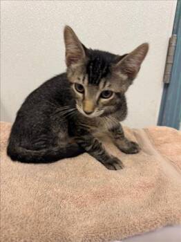 Rescue Domestic Short Hair Cats for Adoption in Hayward, California - IRWIN | PetCurious