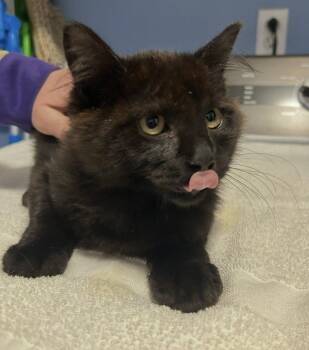 Commander Adama -  Domestic Medium Hair Cat for Adoption in Tacoma, Washington - Commander Adama | PetCurious