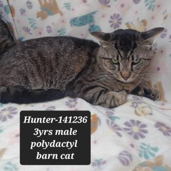 Domestic Short Hair and Extra Toes Cat Hemingway Polydactyl Cats Available for Adoption in New Tazewell, Tennessee - Hunter | PetCurious