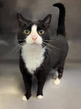 Whimsy 298-26 -  Domestic Short Hair Cat for Adoption in Cumming, Georgia - Whimsy 298-26 | PetCurious