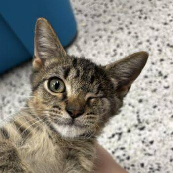 Auto -  Domestic Short Hair Cat for Adoption in Lafayette, Louisiana - Auto | PetCurious