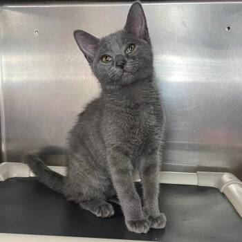Pip -  Domestic Short Hair Cat for Adoption in Roanoke, Virginia - Pip | PetCurious