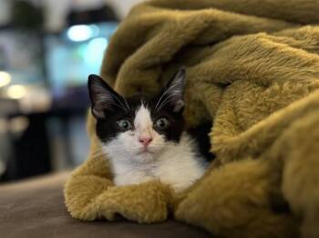 SKIPPY -  Domestic Short Hair Cat for Adoption in Aliquippa, Pennsylvania - SKIPPY | PetCurious