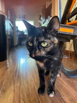 Domestic Short Hair Cats Available for Adoption - Cinderella | PetCurious