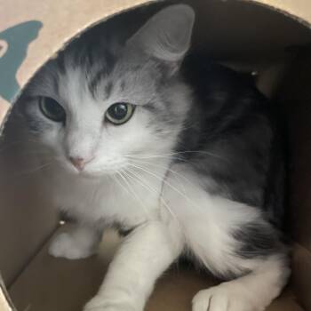 She-Ra -  Domestic Short Hair Cat for Adoption in Saint Charles, Missouri - She-Ra | PetCurious