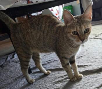 Sahara -  Domestic Short Hair Cat for Adoption in Phoenix, Arizona - Sahara | PetCurious
