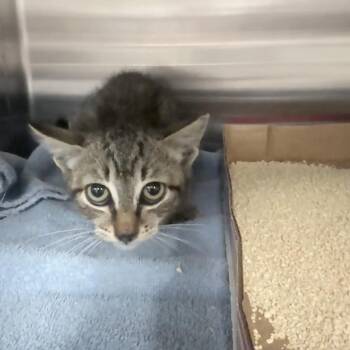 Domestic Short Hair Cats Available for Adoption in Jupiter, Florida - Ron | PetCurious