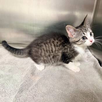 Domestic Short Hair Cats Available for Adoption in Warrensburg, Missouri - Pearl | PetCurious