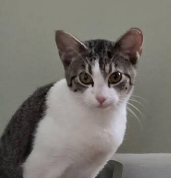 Domestic Short Hair Cats Available for Adoption - Sunny * | PetCurious