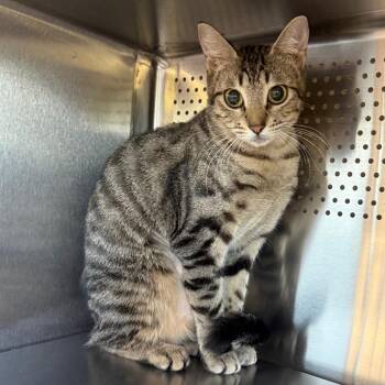Spunky -  Domestic Short Hair Cat for Adoption in Sarasota, Florida - Spunky | PetCurious