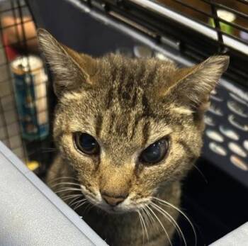 Leeda -  Domestic Short Hair Cat for Adoption in West Chester, Pennsylvania - Leeda | PetCurious