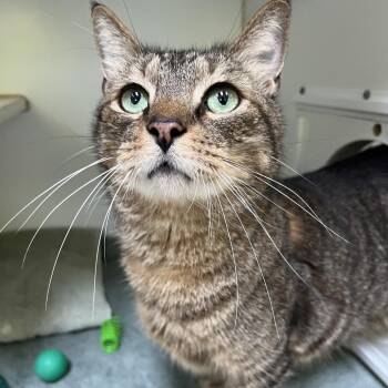 Baby Boy -  Domestic Short Hair Cat for Adoption in Newark, New Jersey - Baby Boy | PetCurious